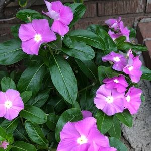 Meet your Posher, Azucena